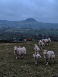 The Copper Barn's main neighbours - the big old dame that is Slemish Mountain, and the slightly less old dames from one of the local herds of sheep, along with a few of their lambs