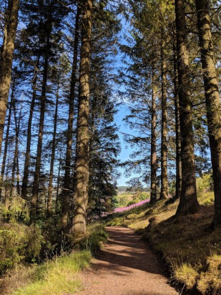 Foxgloves peeking through between the pine trees on the way up a beautiful Glenariff, shining in the sun - hiking in Northern Ireland with The Inside Trek, both gorgeous and responsible